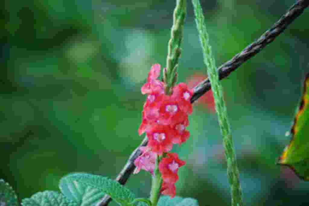 گلهای کاستاریکا / عکاس: بهروز نیکذات