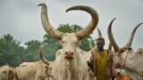 FILE - A young South Sudanese boy learns how to take care of cattle at a camp outside the town of Rumbek, South Sudan, July 31, 2017.