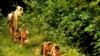 In this undated 2014 handout photo released by Brazil’s National Indian Foundation, FUNAI, members of the Korubo tribe walk along a path in the Javari Valley, in the northern state of Amazonas, Brazil. 