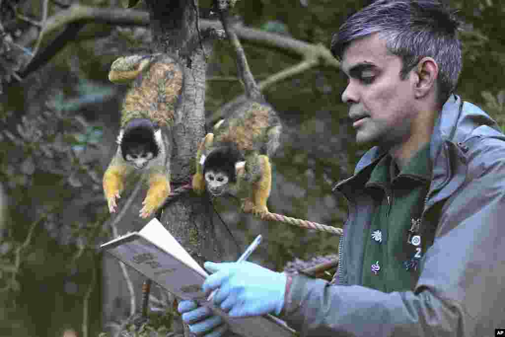 A zoo keeper counts squirrel monkeys during the annual stocktake at London Zoo in London.