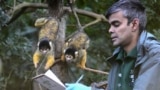 A zoo keeper counts squirrel monkeys during the annual stocktake at London Zoo in London, Jan. 3, 2025.