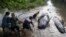 Rescatistas arrastran ballenas muertas en la costa en Probolinggo, en la isla de Java Oriental, Indonesia, el jueves 16 de junio de 2016.