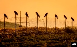 FILE - Carrion crows sit on poles around a field on the outskirts of Frankfurt, Germany, early Monday, June 26, 2023. (AP Photo/Michael Probst)