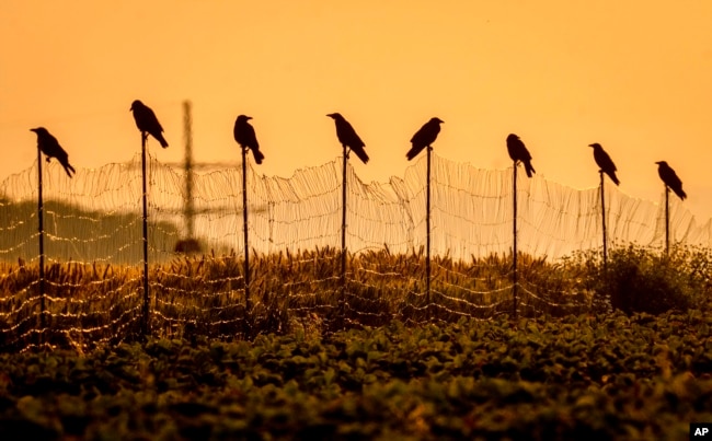 FILE - Carrion crows sit on poles around a field on the outskirts of Frankfurt, Germany, early Monday, June 26, 2023. (AP Photo/Michael Probst)