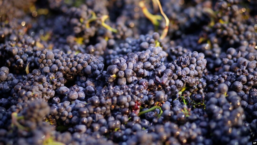 Anggur Pinot noir yang baru dipetik di Napa, California, 29 Agustus 2-14. Para petani anggur menggunakan Klorpirifos untuk membunuh hama-hama yang menyerang tanaman, seperti anggur, almon dan kapas.

