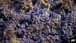 美國加州葡萄園2014年有用毒死蜱（Chlorpyrifos）危險殺蟲劑。