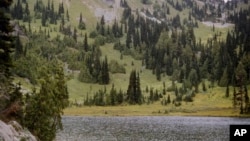 This undated photo provided by the U.S. Forest Service shows yellow-cedar trees growing along Sheep Lake east of the Cascade crest in Washington State. A study documenting mortality of yellow cedar trees in Alaska and British Columbia concludes that the future is gloomy for the iconic species valued for its commercial and cultural values. 