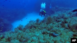 FILE - A diver makes an immersion at the International Diving Center Maria la Gorda on the Guanahacabibes peninsula in the province of Pinar del Rio, Cuba, June 10, 2015.