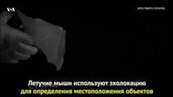 Радар летучей мыши