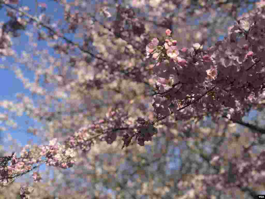 3月31日复活节周末，华盛顿樱花开始盛放，游人如织。