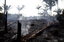 A charred trunk is seen on a tract of Amazon jungle that was recently burned by loggers and farmers in Iranduba, Amazonas state, Brazil, Aug. 20, 2019.