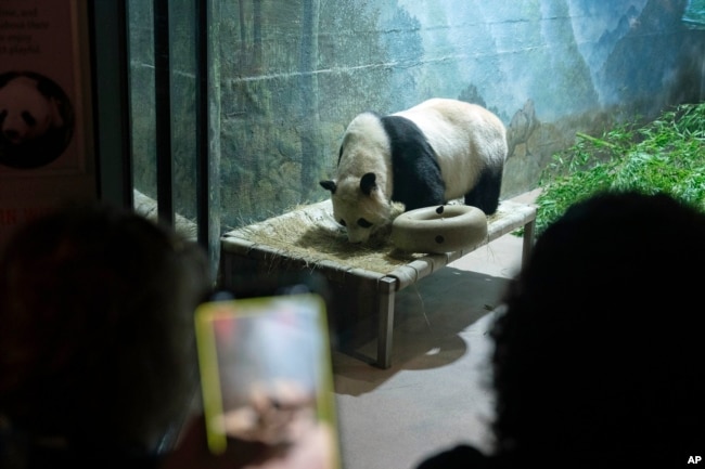 Giant panda Tian Tian roams in his enclosure at the Smithsonian's National Zoo in Washington, Thursday, Sept. 28, 2023. (AP Photo/Jose Luis Magana)