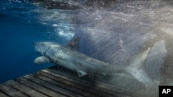 ARCHIVO - El archipiélago de Galápagos es un santuario de vida silvestre en medio del océano Pacífico, a mil kilómetros de las costas ecuatorianas, donde los turistas suelen realizar actividades de buceo para observar ballenas y tiburones.