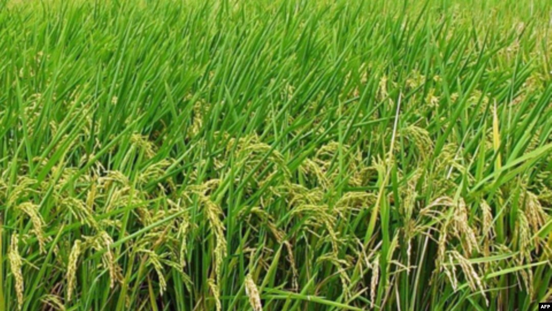 Lúa 'xanh' dùng ít hóa chất hơn