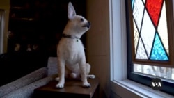 The hyperrealistic woolen dogs of Linda Facci The hyperrealistic woolen dogs of Linda Facci