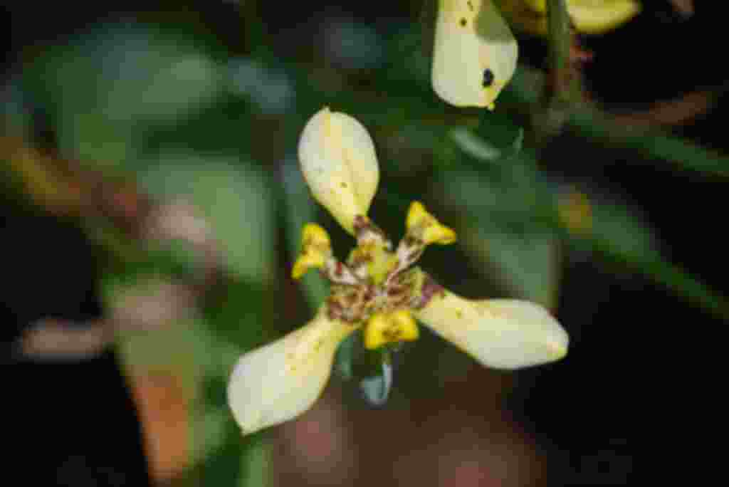 گلهای کاستاریکا / عکاس: بهروز نیکذات