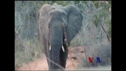 南非野生动物公园发动反偷猎新战役