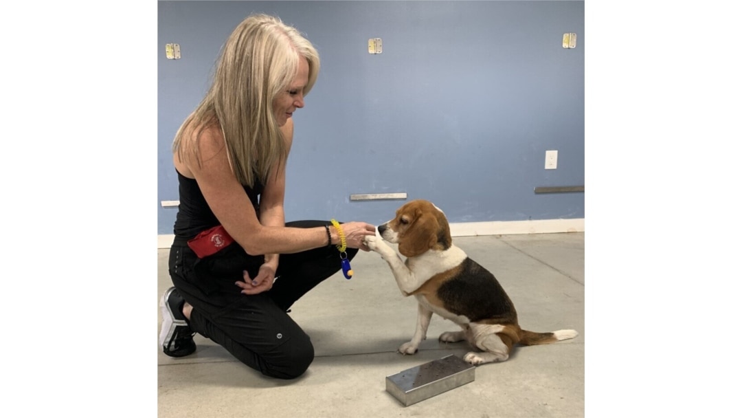 Heather Junqueira, founder of BioScent in Myakka City, Florida, gives a reward treat to Noel, a beagle, after she successfully detects a sample of COVID-19 in a canister. (Courtesy of BioScent)