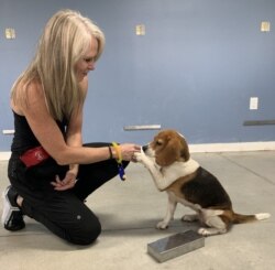 Heather Junqueira, founder of BioScent in Myakka City, Florida, gives a reward treat to Noel, a beagle, after she successfully detects a sample of COVID-19 in a canister. (Courtesy of BioScent)