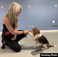 Heather Junqueira, founder of BioScent in Myakka City, Florida, gives a reward treat to Noel, a beagle, after she successfully detects a sample of COVID-19 in a canister. (Courtesy of BioScent)