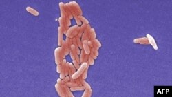 Бактерия Salmonella typhimurium 