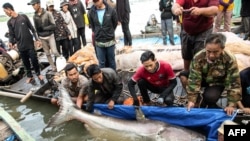 ອກະສານສະບັບນີ້ຈາກອົງການ USAID Wonders of the Mekong ທີ່ໄດ້ຈັດຂຶ້ນໃນວັນທີ 10 ທັນວາ 2024 ແລະ ເຜີຍແຜ່ໃນວັນທີ 13 ທັນວາ 2024 ສະແດງໃຫ້ເຫັນຄົນຖືປາບຶກໃຫຍ່ໃນແມ່ນໍ້າຂອງ ຢູ່ແຂວງ Tboung Khmun ຂອງກຳປູເຈຍ.