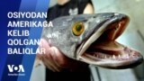 SNAKEHEAD THUMB