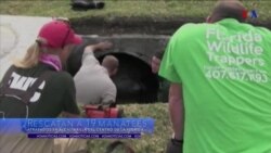 Rescatan a manatíes en Florida