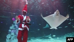 FILE - A diver dressed as Santa Claus performs amongst fish during a Christmas-themed underwater show at an aquarium in Seoul, South Korea on December 4, 2019. (Photo by Jung Yeon-je / AFP)
