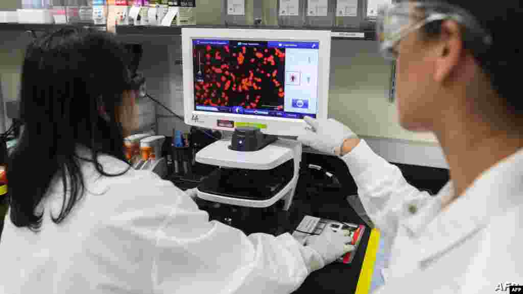 미국 메릴랜드주 락빌에 위치한 노바백스의 실험실에서 연구원들이 신종 코로나바이러스 샘플을 관찰하고 있다. 