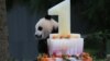 Washington Zoo's Baby Panda, Bao Bao Celebrates Birthday