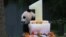 Giant Panda Bao Bao celebrates her first birthday, Aug. 23, 2014. (Photo: Smithsonian's National Zoo)