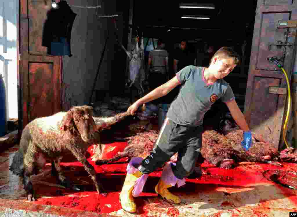 요르단강 서안에서 팔레스타인 소년이 이드 알 아드하 제물로 쓰일 동물을 끌고 가고 있다.