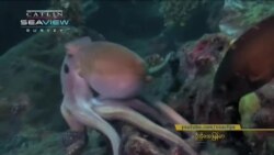 သန္တာကျောက်တန်း စူးစမ်းလေ့လာရေး