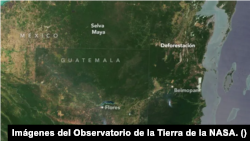 Imagen satelital de la selva maya en Guatemala tomada el 11 de febrero de 2024, donde se evidencia la tala de la selva. [Fotografía: Observatorio de la Tierra de la NASA]