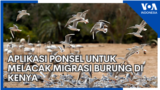 Aplikasi Ponsel untuk Melacak Migrasi Burung di Kenya