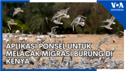 Aplikasi Ponsel untuk Melacak Migrasi Burung di Kenya