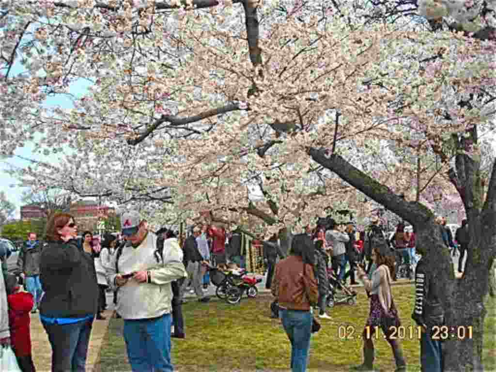 فستیوال شکوفه های گیلاس در واشنگتن ۲۰۱۱