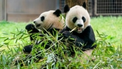 熊貓歸來！ “寶力”和“青寶”即將抵達華盛頓國家動物園