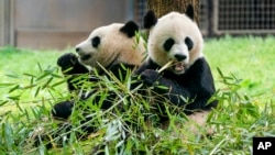 Fotografía de archivo tomada a dos pandas gigantes en el Zoológico Nacional de Washington mientras comen bambú, el 4 de mayo de 2022.