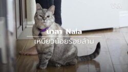 ‘นาลา’ เหมียวน้อยร้อยล้าน แมวไทยที่ดังที่สุดในอินเตอร์เน็ต