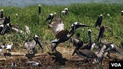 Los científicos y ambientalistas están evaluando el impacto a largo plazo sobre la vida silvestre en la región.