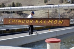 FILE - A man looks at a tank holding juvenile chinook salmon being raised at the Iron Gate Hatchery at the base of the Iron Gate Dam near Hornbrook, Calif., March 3, 2020.