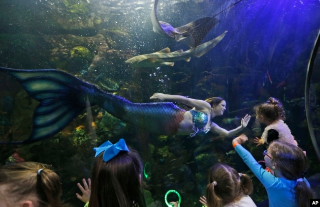 Children watch as mermaid Malena Sharkey performs at the Virginia Aquarium in Virginia Beach, Va., Monday, April 3, 2017. The Aquarium presents a mermaid show one night each week during the month of April. (AP Photo/Steve Helber)