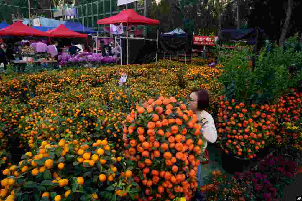 A woman takes a selfie with a citrus tree at the flower markets in Victoria Park of Hong Kong, Feb. 6, 2021.
