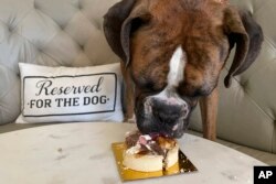 Seekor anjing melahap hidangan yang disajikan restoran Dogue di San Francisco, Minggu, 23 Oktober 2022. (AP Photo/Haven Daley)