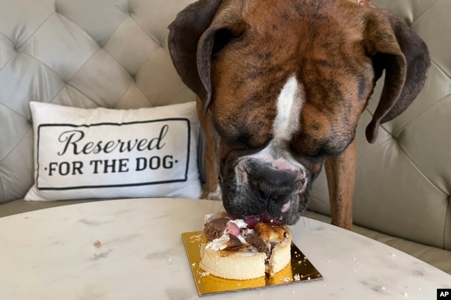 A dog eats a dish at the Dogue restaurant in San Francisco, Sunday Oct. 23, 2022. Dogue, which rhymes with vogue, just opened up in the city's Mission District. (AP Photo/Haven Daley)