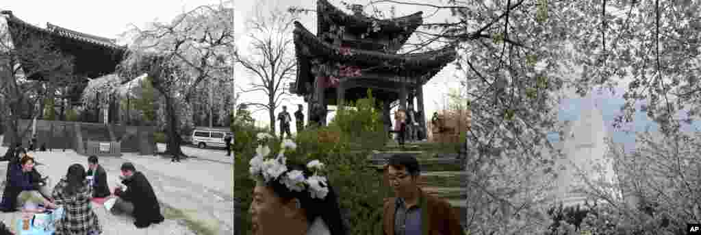 Koleksi foto ini menunjukkan bunga sakura dengan latar arsitektur tradisional dan modern di Tokyo, Beijing, dan Seoul, dari kiri ke kanan: Orang-orang menikmati makan siang di kuil Buddha Zojoji di Tokyo, 31 Maret 2017; pengunjung festival Bunga Sakura Yuyuantan melewati pavilion China di Beijing, 25 Maret 2017; Lotte World Tower terlihat dekat pohon sakura di Seoul, 9 April 2017. &nbsp;