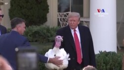 Գոհաբանության օրվա արարողության քաղաքական աստառը