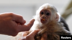 FILE - Mally, the pet monkey of Canadian singer Justin Bieber, is seen at a home for animals in Munich, Apr. 2, 2013. Another celebrity is facing criticism for having a baby capuchin monkey.